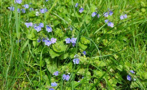 Paarse bloemen verspreid in groen gras en bladeren.