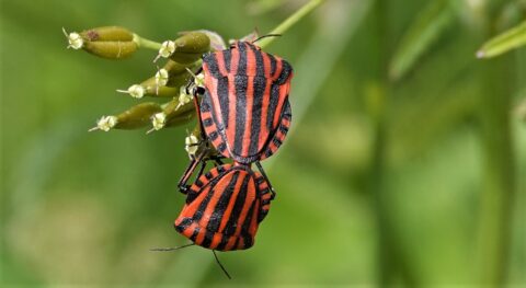 Twee rood-zwart gestreepte kevers op groene plant tegen wazige groene achtergrond.