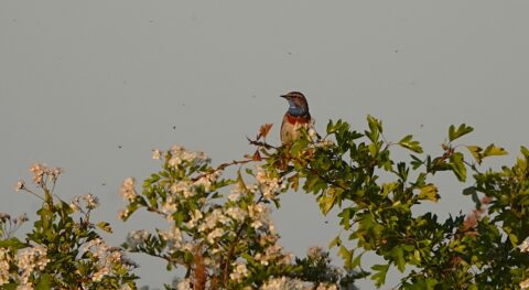 Een vogel met blauwe borst zit op een bloeiende struik, omringd door kleine insecten.