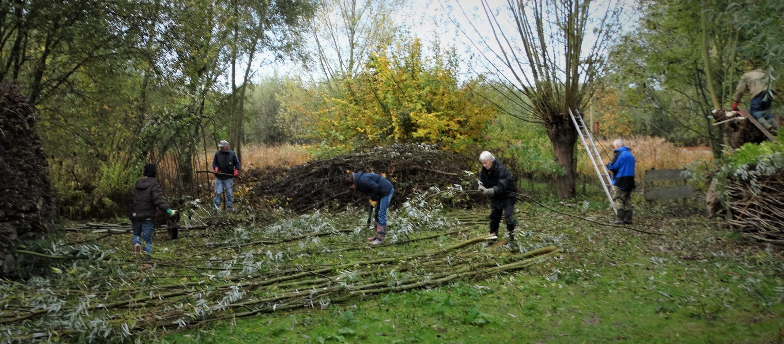 Vrijwilligers snoeien takken in een bosrijk gebied met ladders en gereedschap.