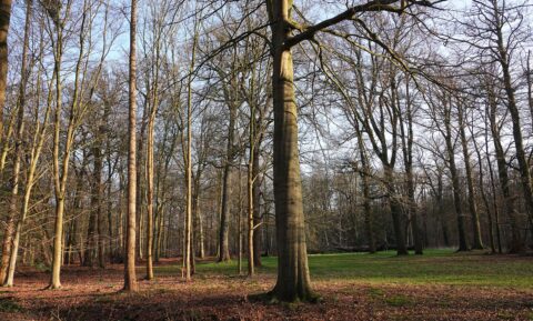 Bos met kale bomen en groene grasvelden onder een heldere, blauwe lucht.