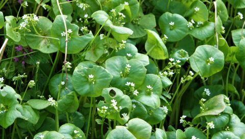 Groene planten met ronde bladeren en kleine witte bloemetjes in een dichte begroeiing.