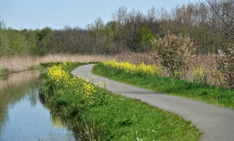 Kronkelend pad langs water met gele bloemen en bomen op een zonnige dag.