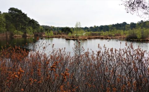 Rustig meer met struiken op de voorgrond en bomen op de achtergrond onder een bewolkte hemel.