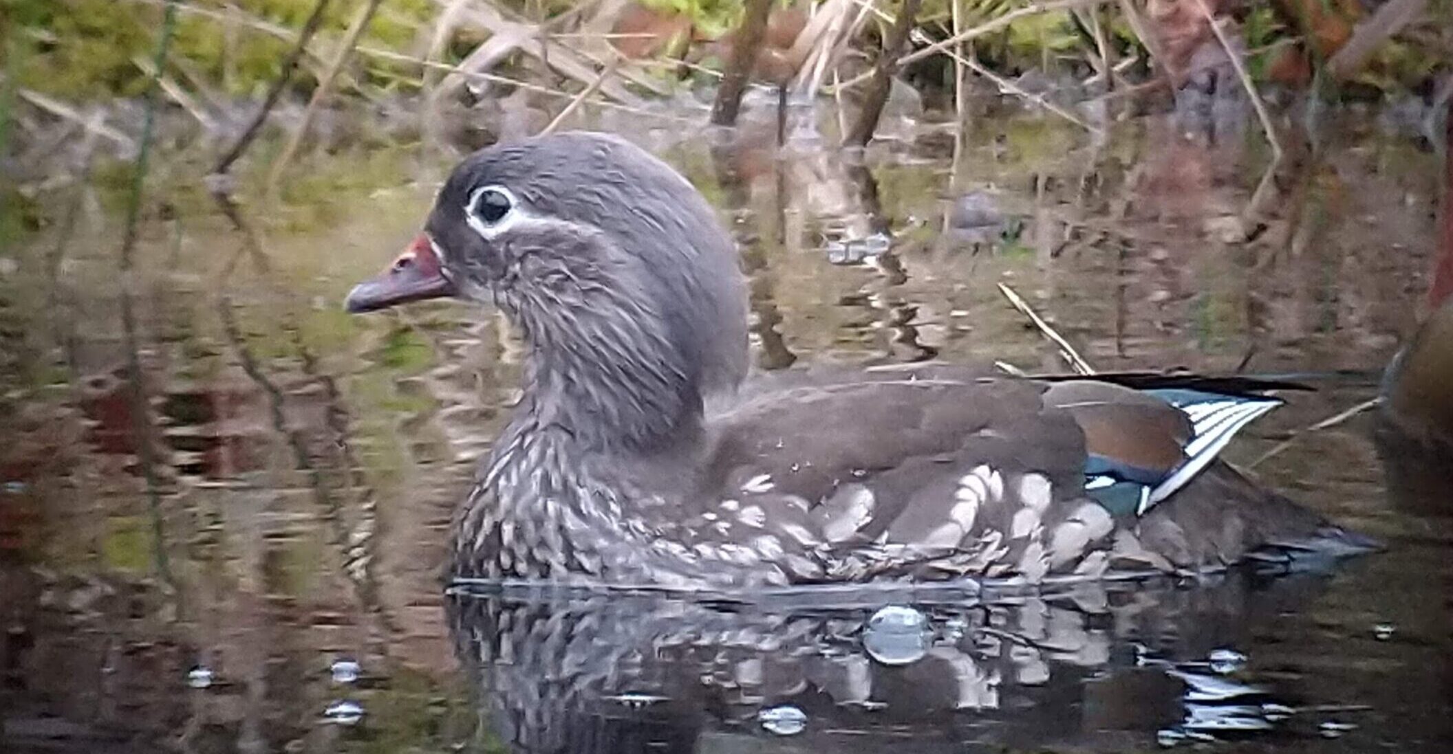 Eend met kleurrijke veren zwemt rustig in een vijver omringd door gras en takken.