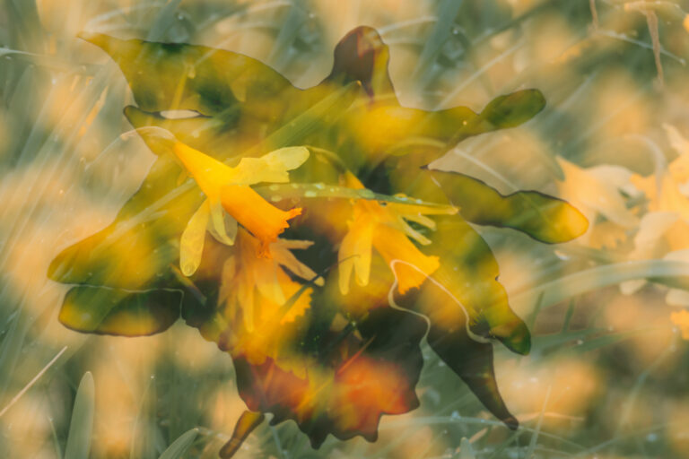 Dubbelbelichting van narcissen en bladeren met zachte, gele en groene tinten.