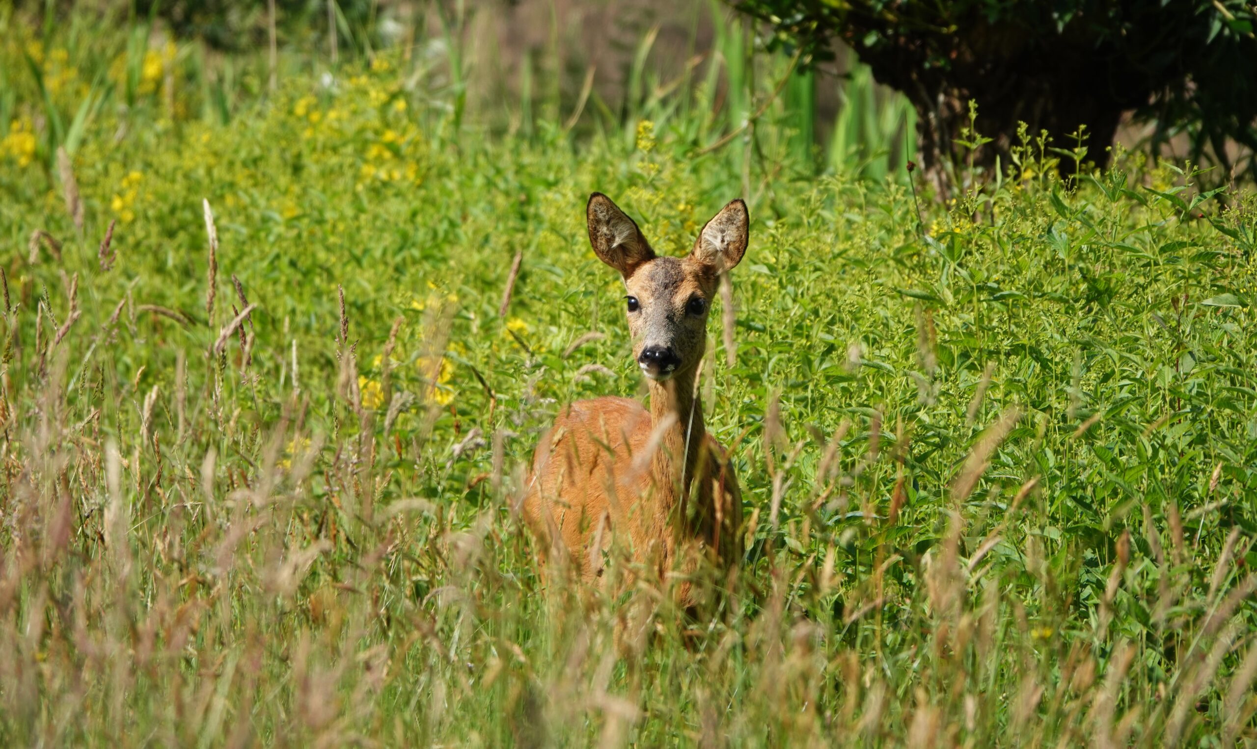 Hert kijkt op vanuit hoog gras in een groene, natuurlijke omgeving.