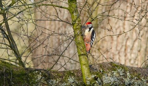 Specht met rode kop zit op een boomstam, omgeven door kale takken.