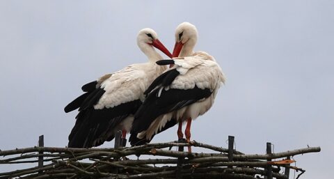 Twee ooievaars staan op een nest van takken, hun snavels vormen een hart.