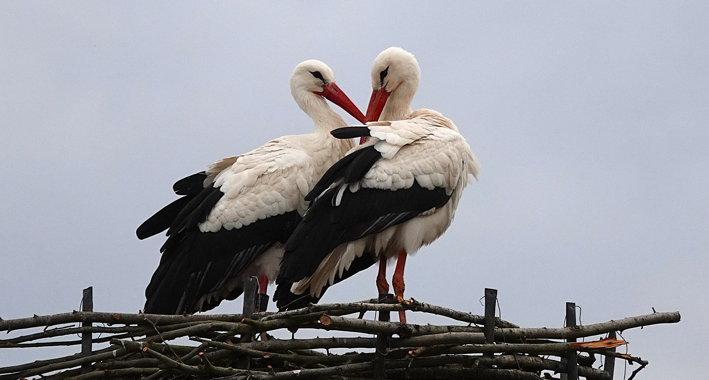 Twee ooievaars staan op een nest van takken, hun snavels vormen een hart.