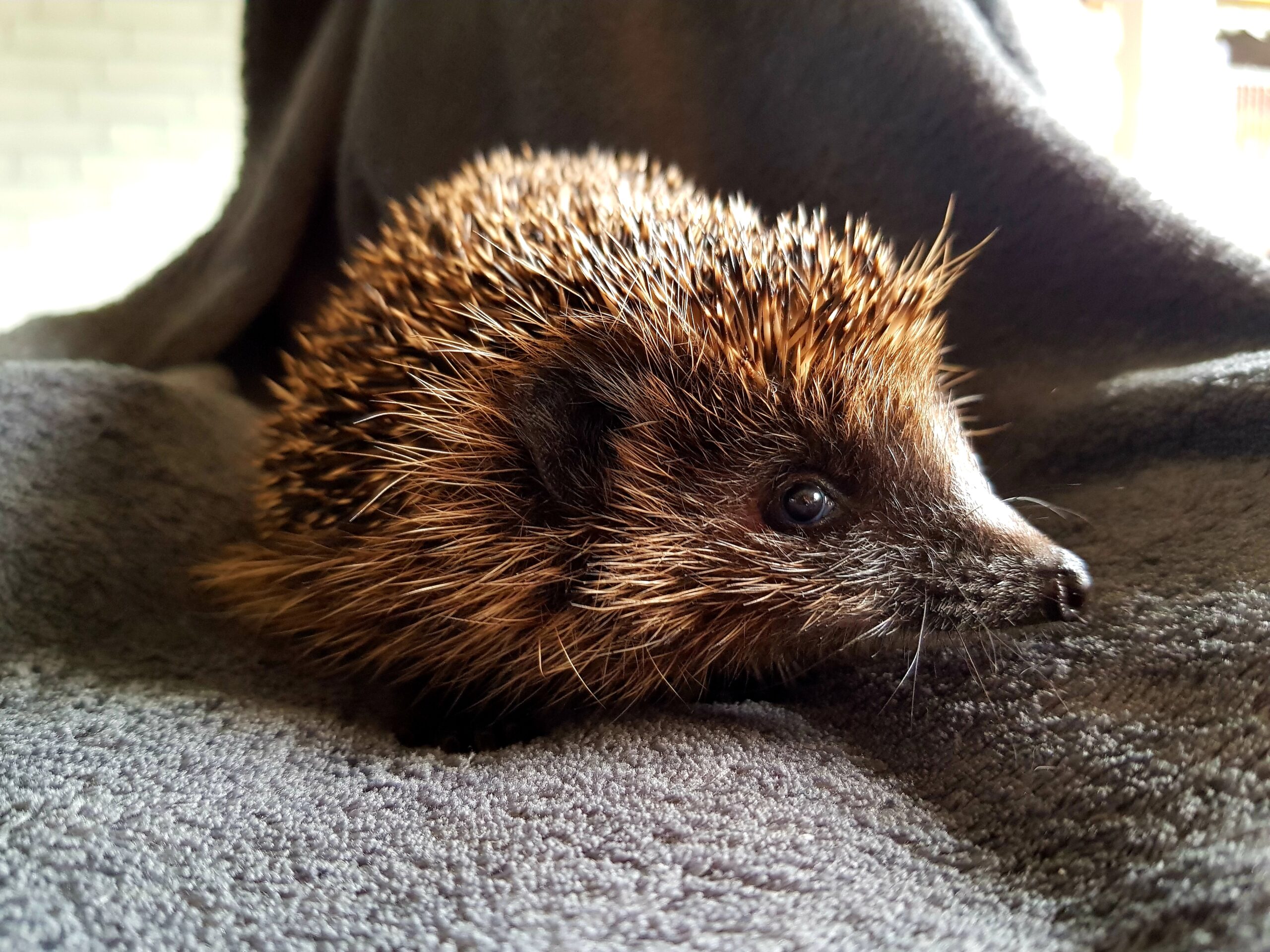 Egel liggend op een zachte, donkere deken, zijaanzicht, binnenomgeving.
