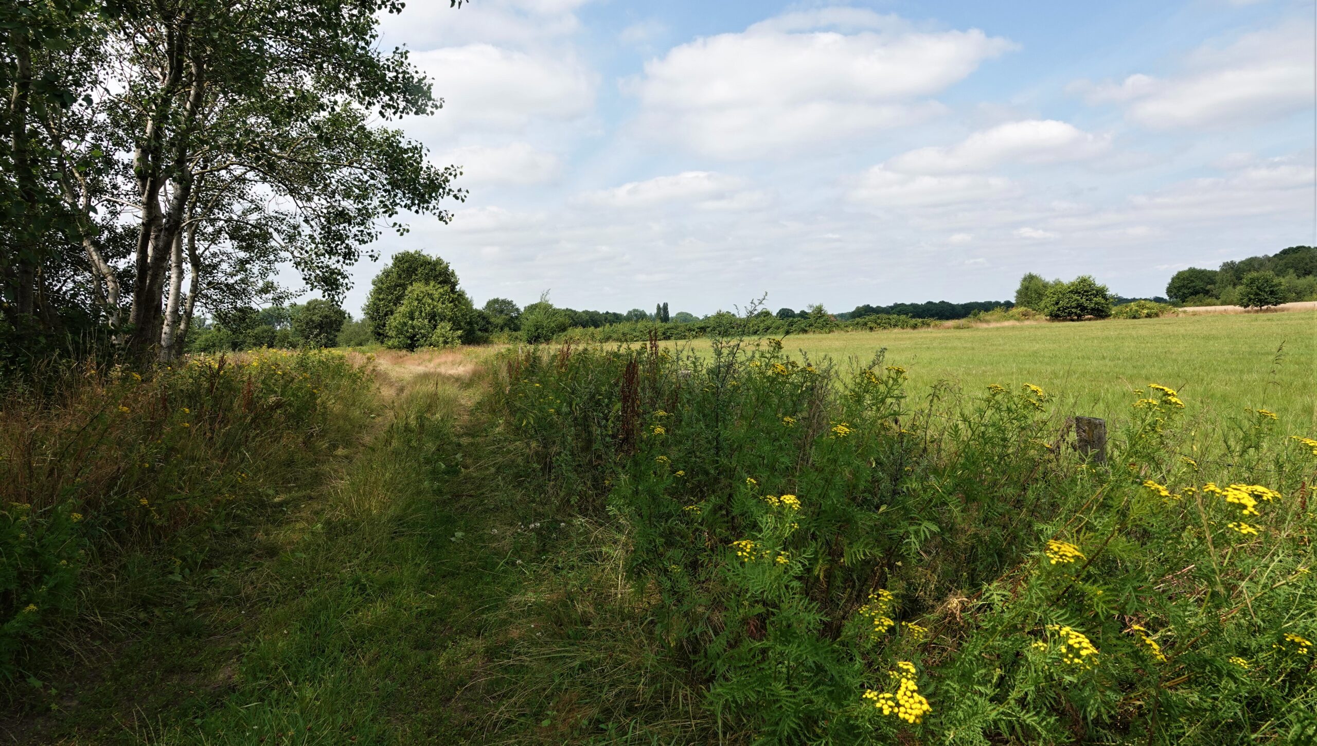 Een kronkelend pad door een zomerse weide, omringd door bomen en groene struiken met gele bloemen.