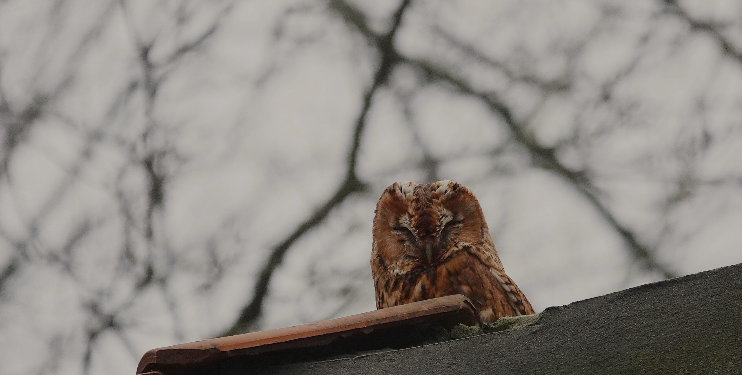 Bruine uil rust op een dakrand met kale boomtakken op de achtergrond.