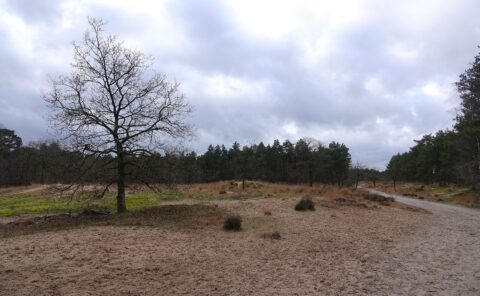 Boom op een zandpad in een bosrijk gebied onder een bewolkte hemel.