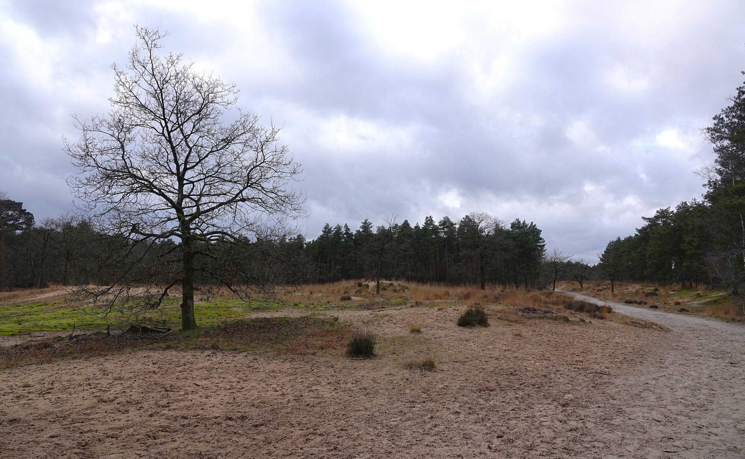 Boom op een zandpad in een bosrijk gebied onder een bewolkte hemel.
