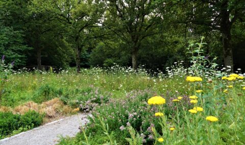Wilde bloemenweide met geel en wit bloeiende bloemen naast een bosrijke achtergrond.