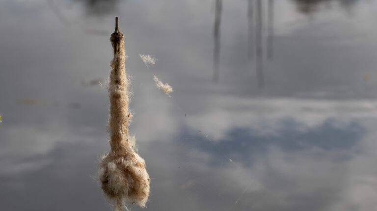 Rietpluim boven water met wolkenreflectie en webben; pluizen waaien zachtjes weg.