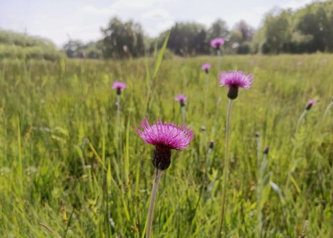 Paarse bloemen bloeien in een groen grasveld onder een heldere lucht.