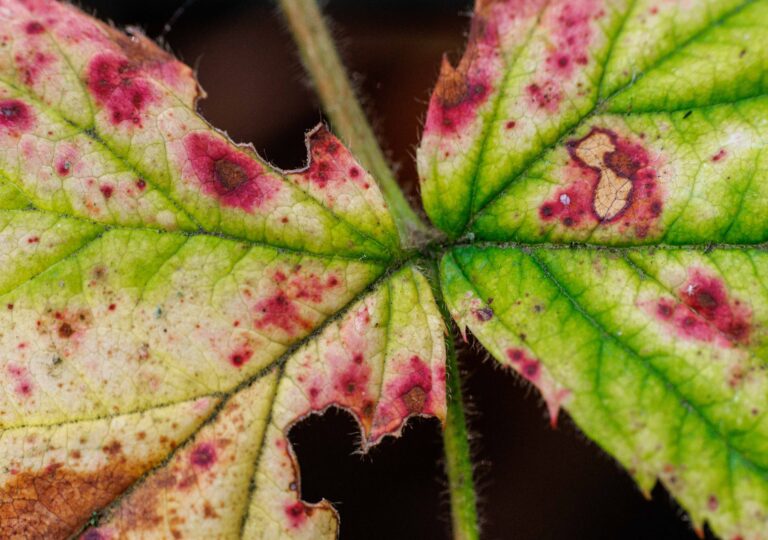 Close-up van een blad met groene en paarse vlekken en enkele beschadigde randen.
