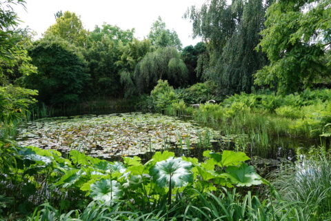 Een vijver met waterlelies omringd door weelderige groene bomen en struiken.