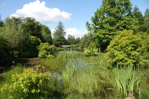 Groene vijver omgeven door diverse bomen en struiken onder een blauwe hemel met wolken.