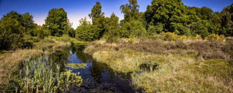 Een groen boslandschap met een kleine stroom en riet, onder een heldere blauwe hemel.