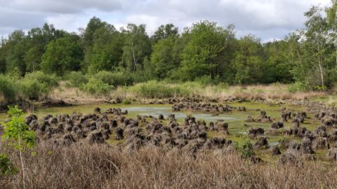 Moerasland met graspollen, omgeven door groene bomen en bewolkte hemel.