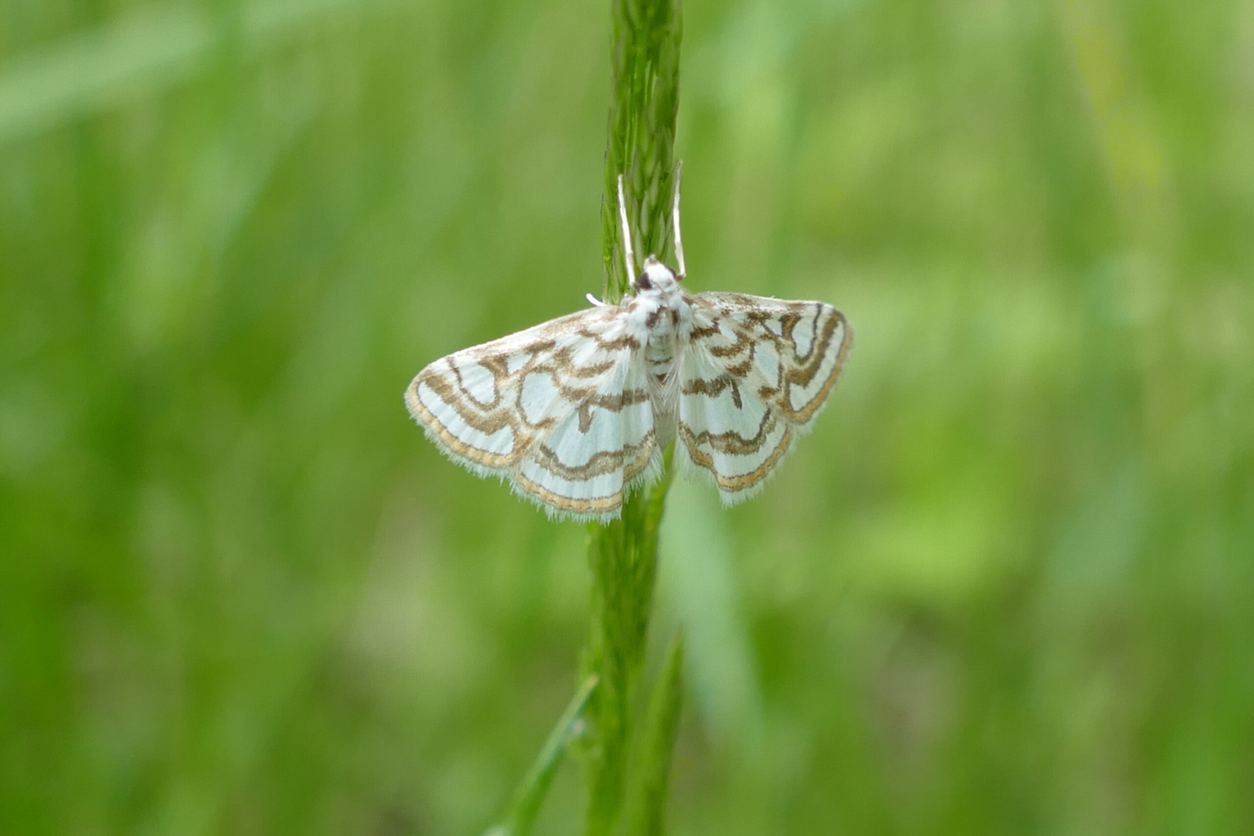 Vlinder met bruine patronen zit op gras tegen een wazige groene achtergrond.