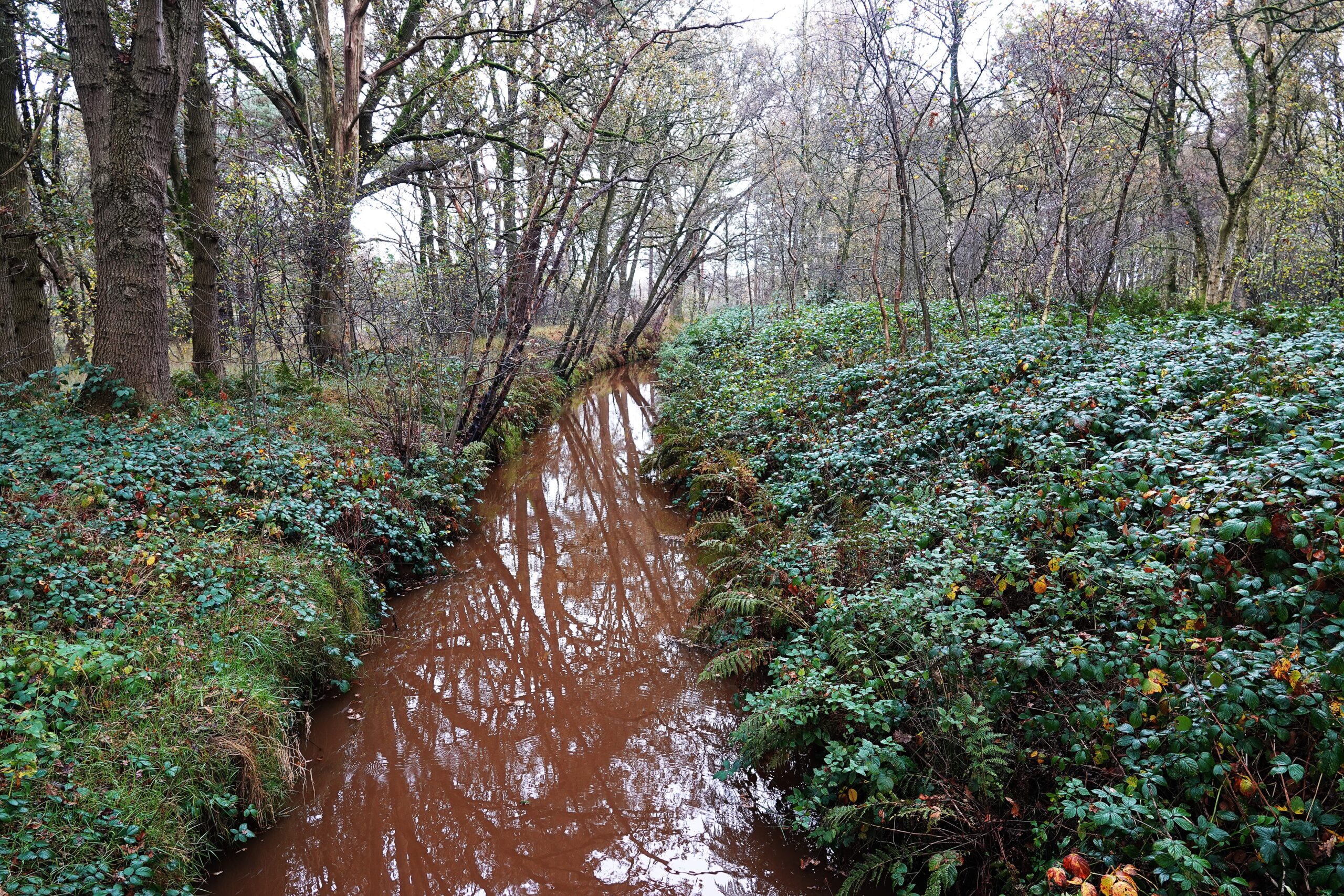 Bruine bosbeek omgeven door groene struiken en bomen in een herfstlandschap.