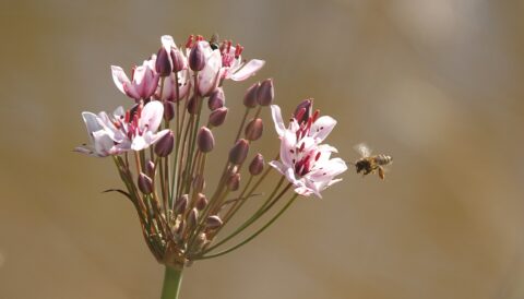 Roze bloemen met een bij in de vlucht, tegen een wazige, natuurlijke achtergrond.
