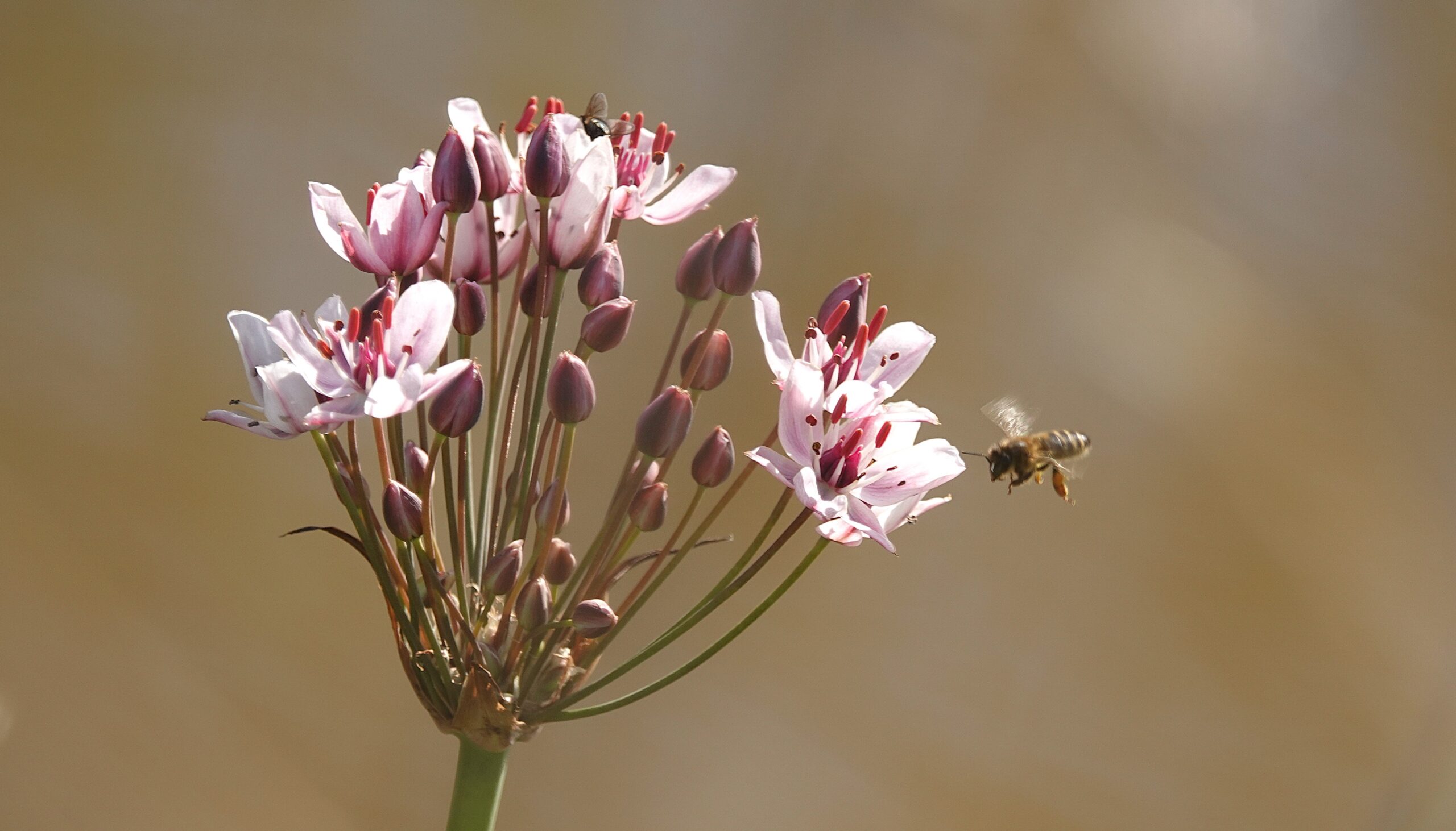 Roze bloemen met een bij in de vlucht, tegen een wazige, natuurlijke achtergrond.