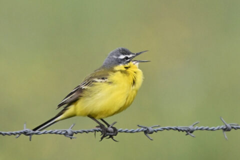 Gele vogel op prikkeldraad met geopende snavel tegen groene achtergrond.