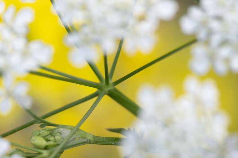 Een close-up van witte bloemen tegen een gele achtergrond.