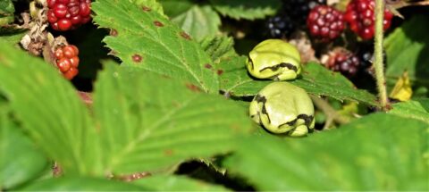 Twee groene kikkers op een blad naast rijpe bramen in een groene omgeving.