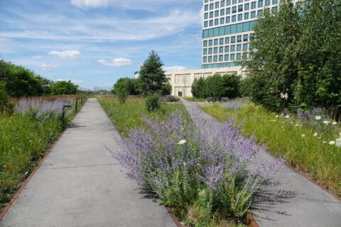Betonnen paden in groene tuin met paarse bloemen en modern gebouw op de achtergrond.
