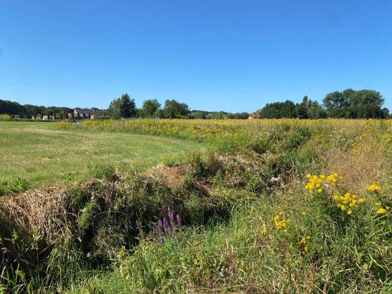 Groen veld met wilde bloemen onder een heldere, blauwe hemel, huizen en bomen op de achtergrond.