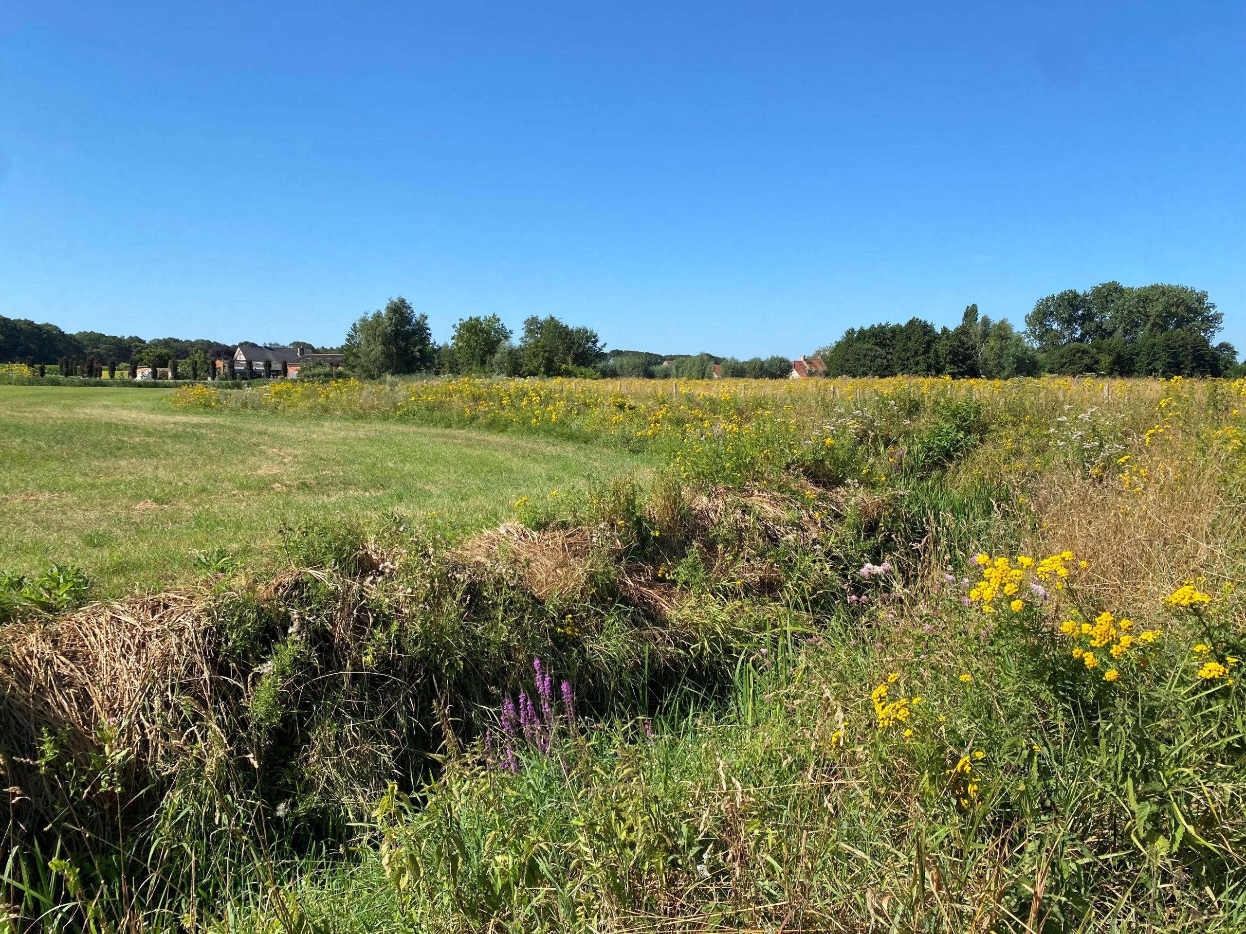 Groen veld met wilde bloemen onder een heldere, blauwe hemel, huizen en bomen op de achtergrond.