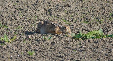Een haas ligt in een open, zanderig veld met verspreide groene planten.