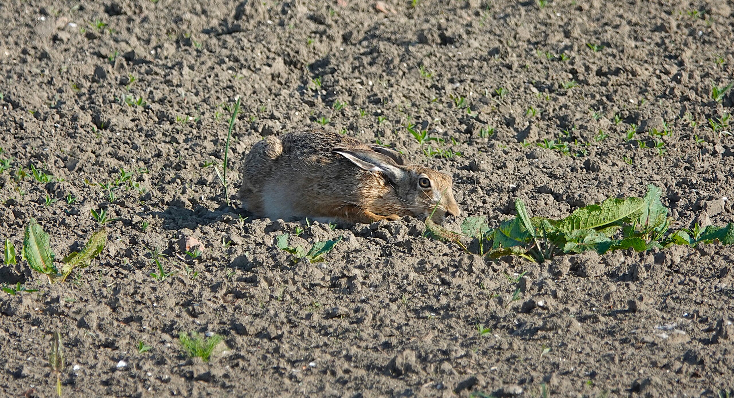 Een haas ligt in een open, zanderig veld met verspreide groene planten.