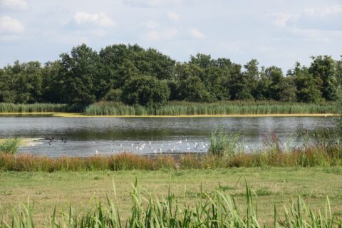 'Kleine Biesbosch'