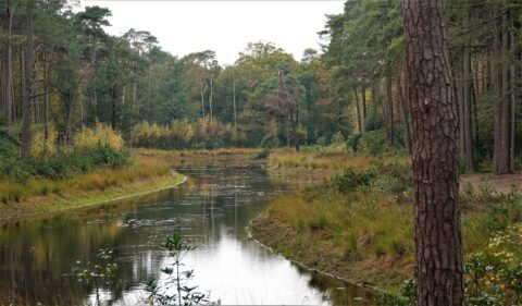 Bosrijke omgeving met een kronkelende beek, omgeven door hoge bomen en groen.