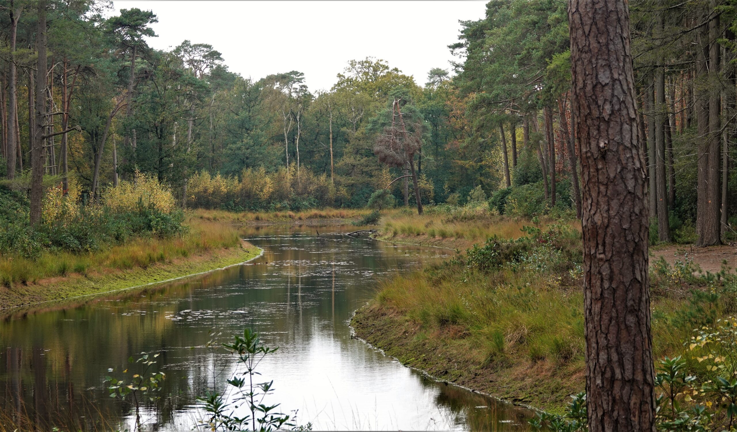 Bosrijke omgeving met een kronkelende beek, omgeven door hoge bomen en groen.