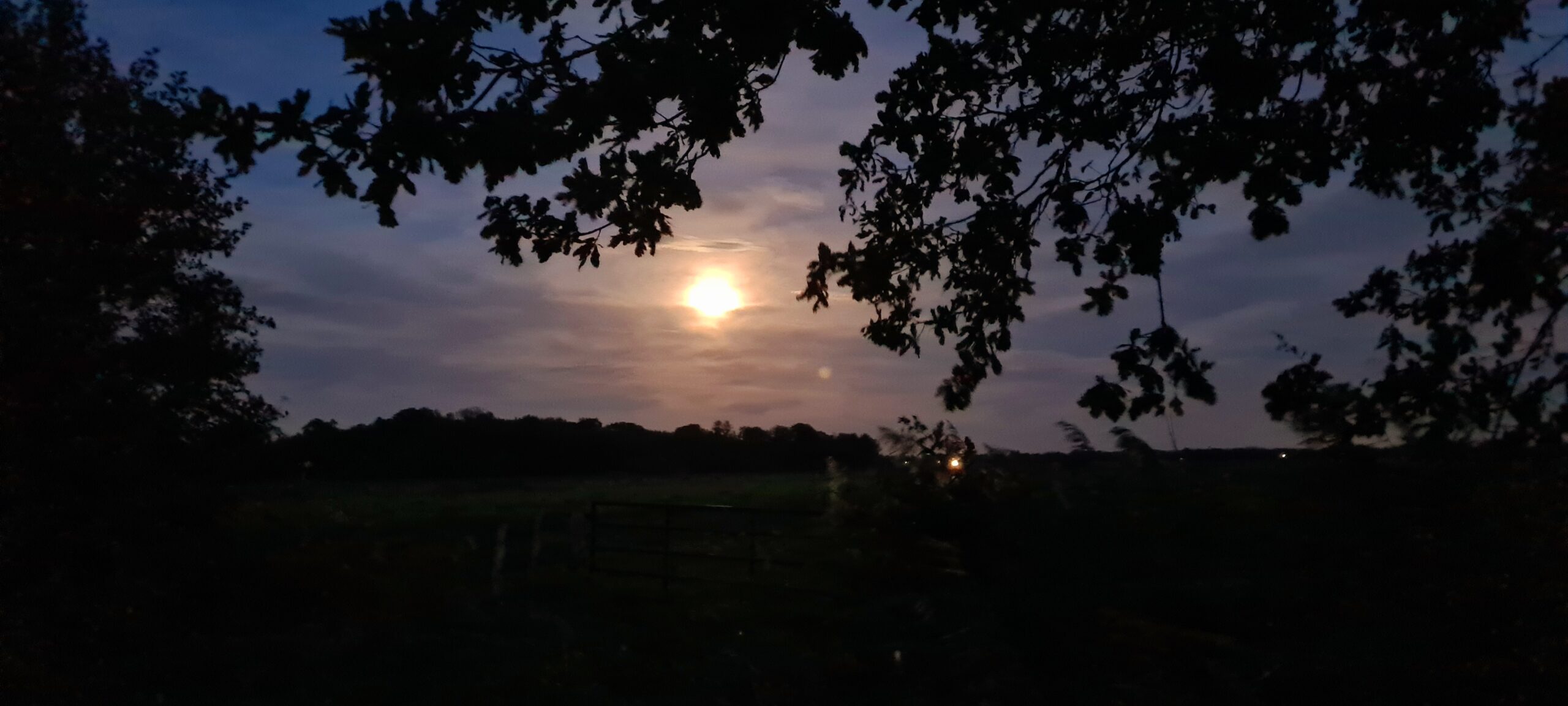 Volle maan achter silhouetten van boomtakken in een schemerig landschap.