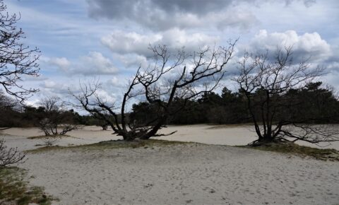 Stuifzand in Dorst