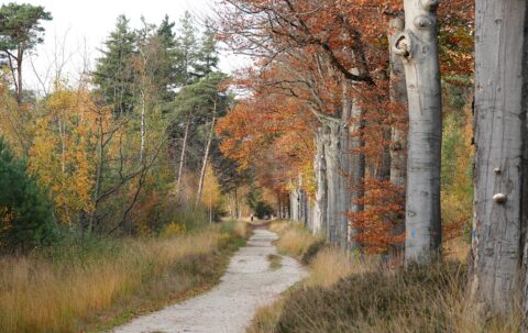 Boswandeling in herfstkleuren met rechte bomen langs een zandpad, blaadjes geel en oranje.