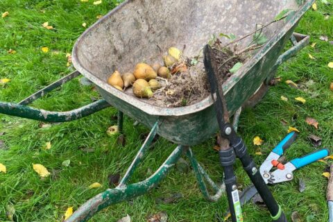Een kruiwagen met peren en tuingereedschap op gras.