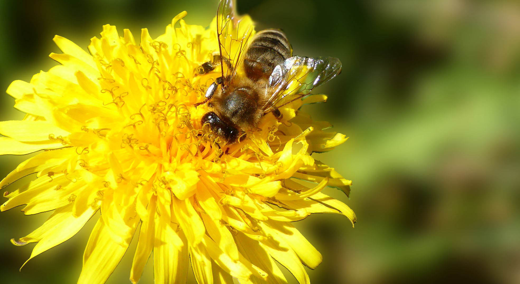 Moestuintips voor bijen