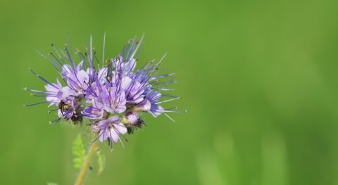 Kweektips phacelia