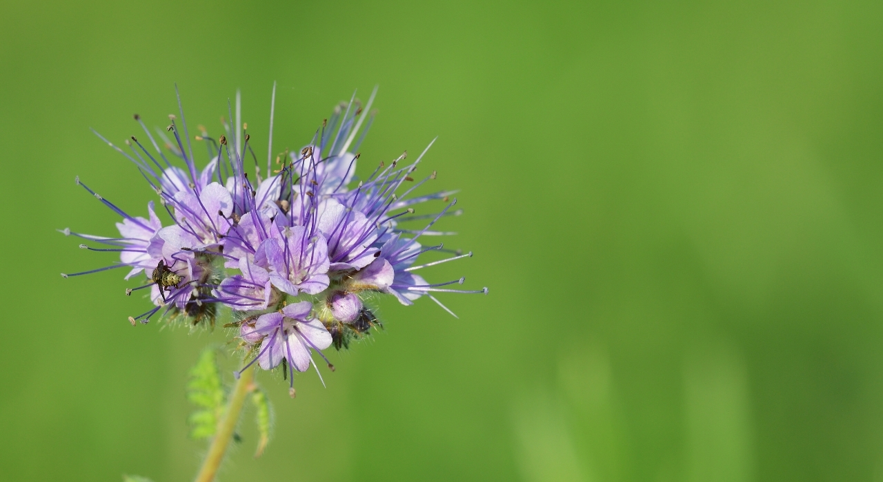 Kweektips phacelia