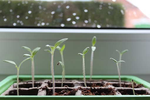 concert Als reactie op de toediening Tips voor groeien - Moestuinieren